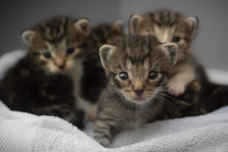 Everything You Need to Know About Kitten Season