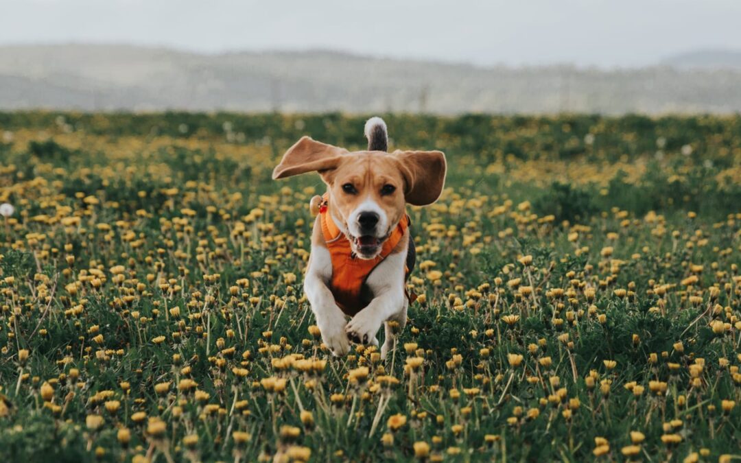Life Lessons From Our Pets: Part 1