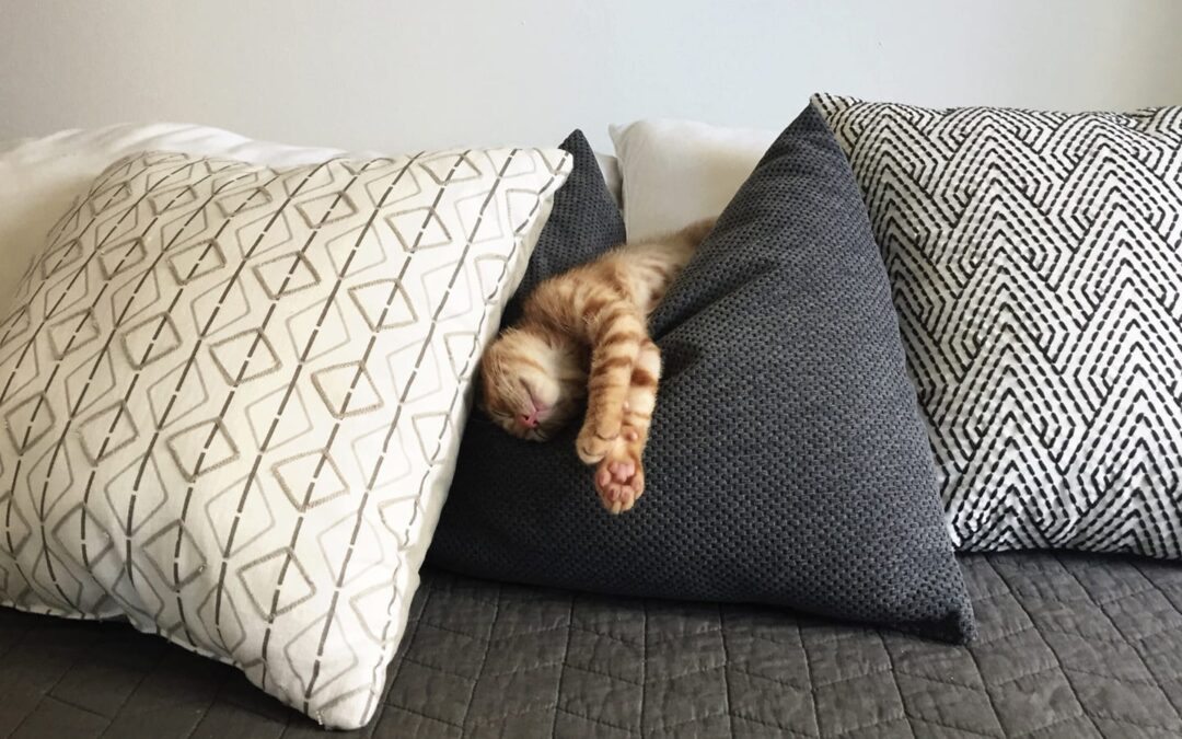 Life Lessons From Our Pets: Part 2