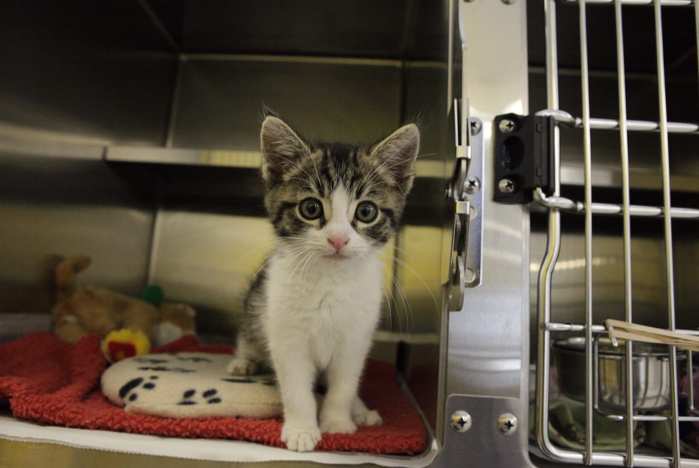 Why Do Animals End Up in Shelters?