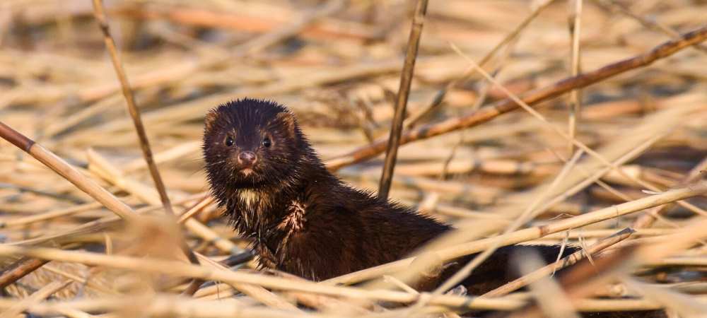 brown mink