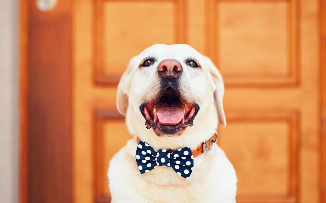 How to Prepare for Your New Dog’s First Few Days