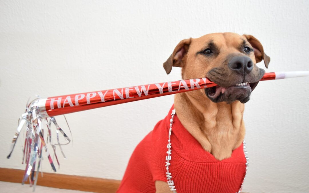 How to Keep Pets Safe on New Year’s Eve