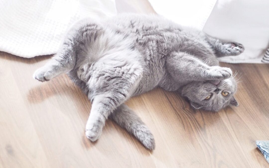Is My Cat Overweight?