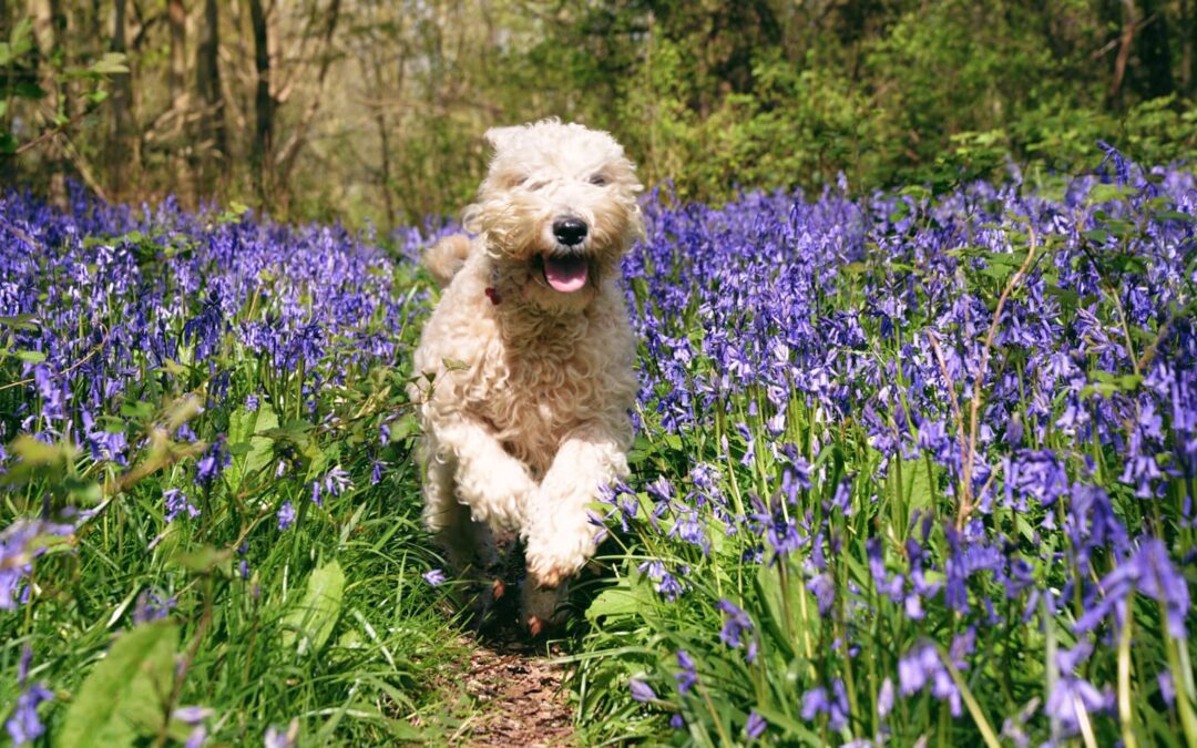 Dealing With Dog Allergies