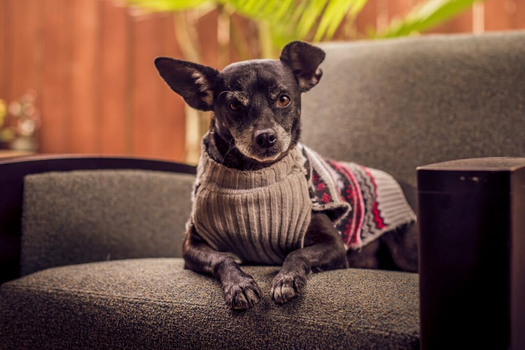 A small brown dog wearing a brown and red sweater lays on a sofa