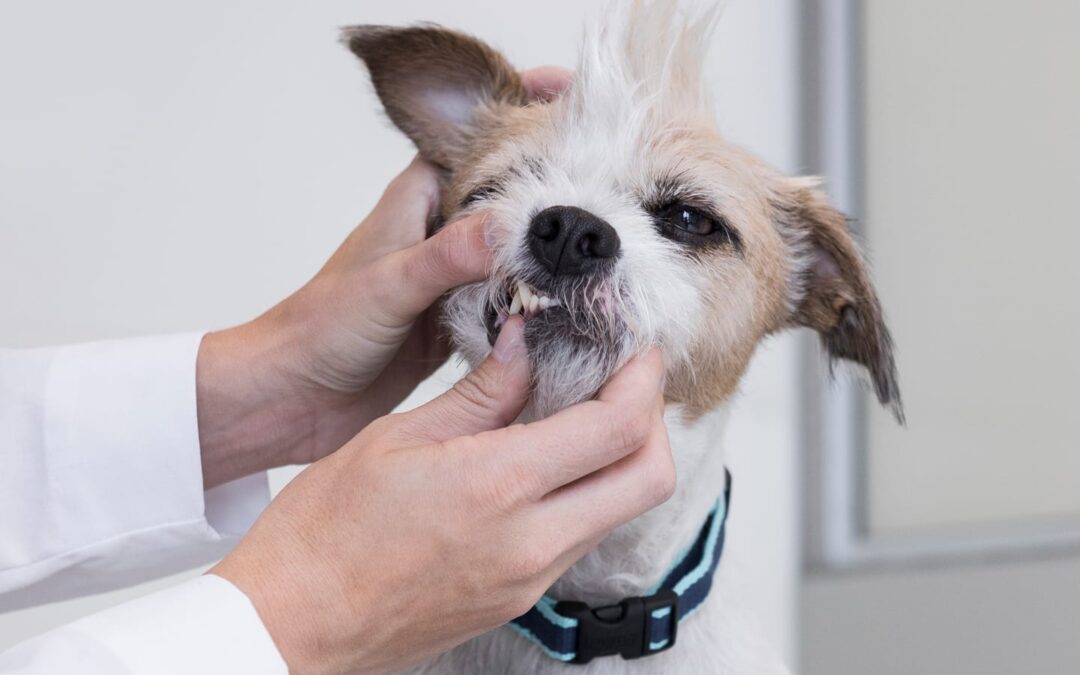 Why You Need to Clean Those Feline and Canine Teeth Right Now