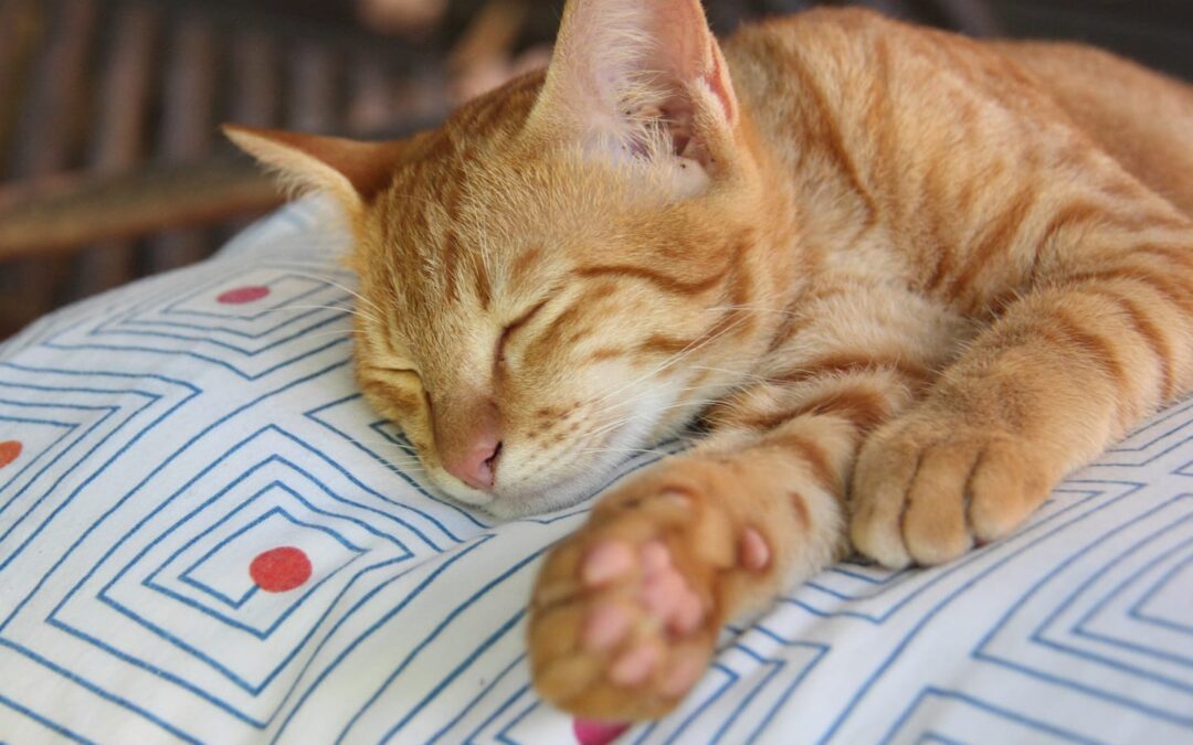 Do Dogs Dream and Do Cats Dream?