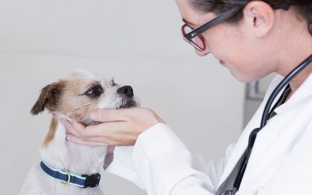 5 Reasons You Need PetFirst Pet Insurance