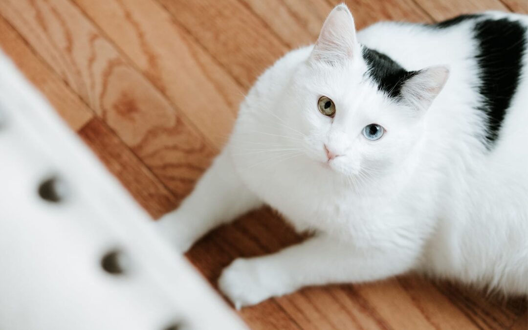 The 5 Most Famous Artworks Featuring Pets