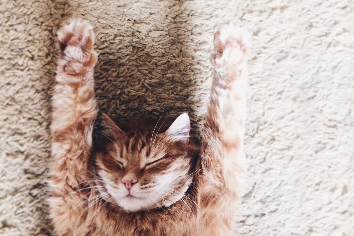 Cat Trivia 41 Cat Facts for National Trivia Day