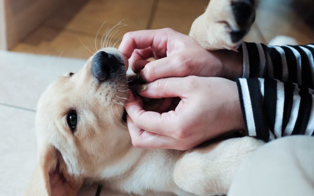 Understanding Normal Puppy Behavior