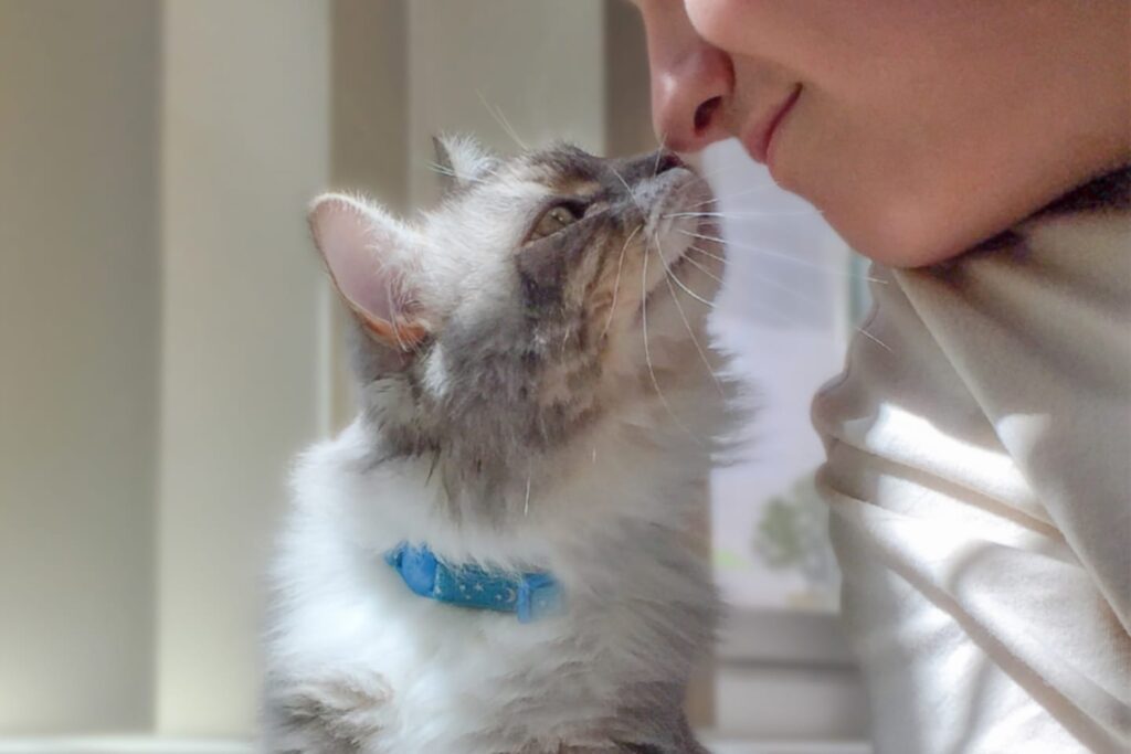 Blue-collared cat nose-to-nose with person
