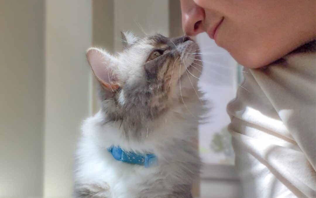 How to Be a Responsible Pet Owner When You’re Short on Time