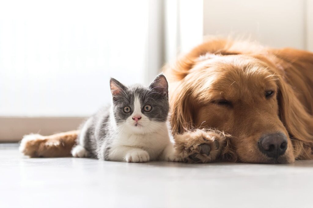 Gray and white kitten next to big brown hairy dog