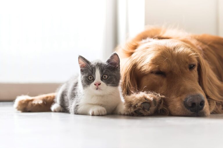 Gray and white kitten next to big brown hairy dog