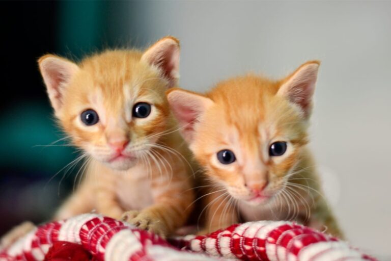 Two orange kittens on red & white blanket
