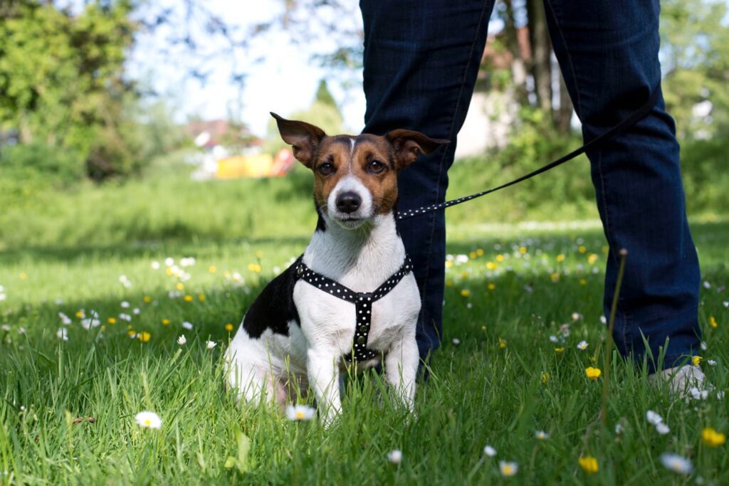 Black, brown & white dog wearing polka dot harness