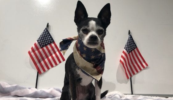 Black & white dog wearing bandana sitting between two US flags