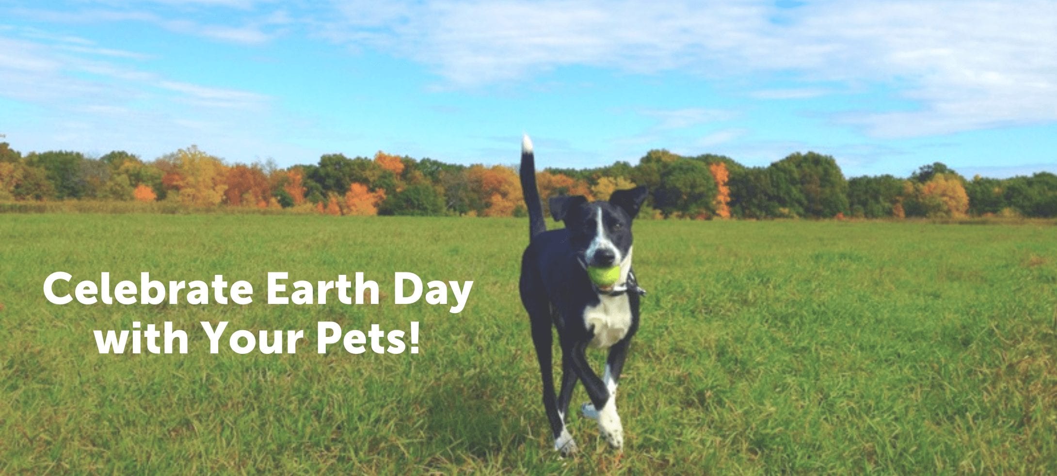 Celebrate Earth Day with Your Pets