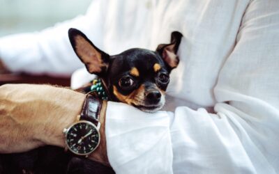 Caring for Small Dog Breeds