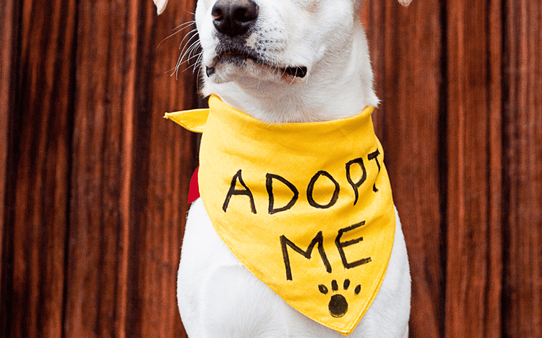 Los Angeles Animal Services, Michelson Found Animals Foundation, and the Chargers Impact Fund Combine Efforts to Provide Critical Spay and Neuter Surgeries for Shelter Pets