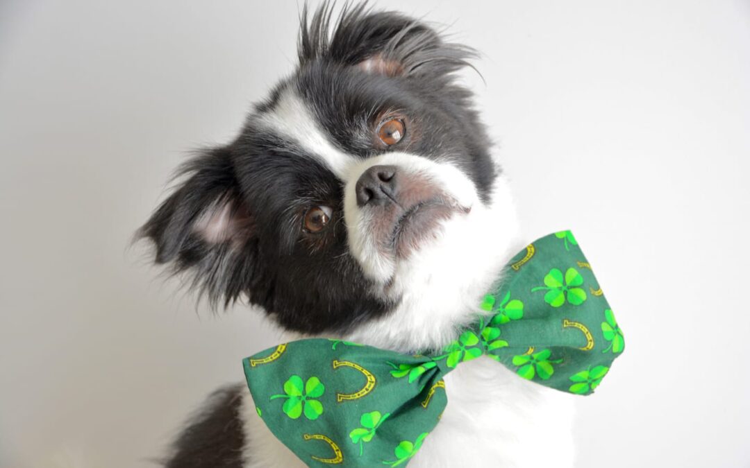 Pet Gear for St. Patrick’s Day