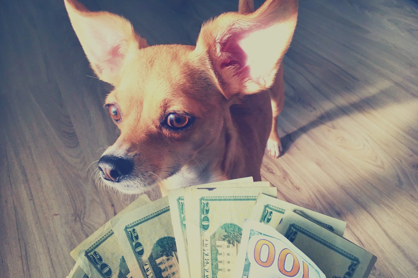 Getting Tax Deductions for Fostering Animals