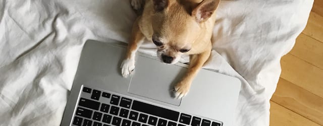 A chihuahua puts its front paws on a laptop computer