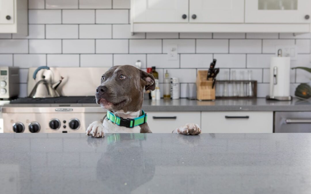 Do’s and Don’ts: Feeding Your Pet on Thanksgiving