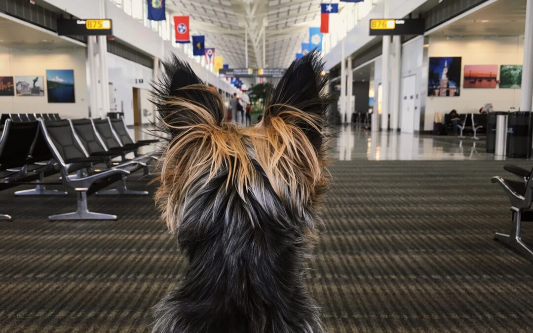 Planes, Trains and Automobiles: Traveling with Pets During the Holiday Season