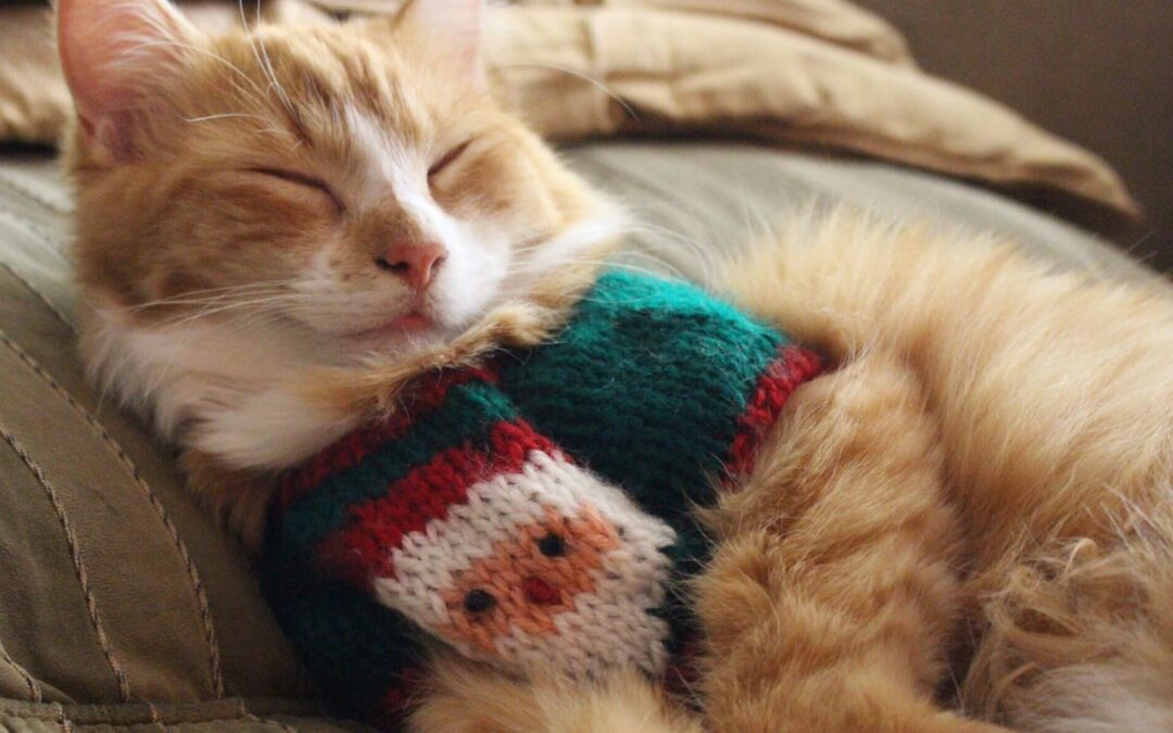 Ugly Christmas Sweaters for Pets Ranked According to Ugliness