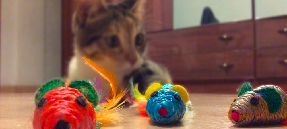 A cocalico cat lies on the floor of a house while looking at three toy mice