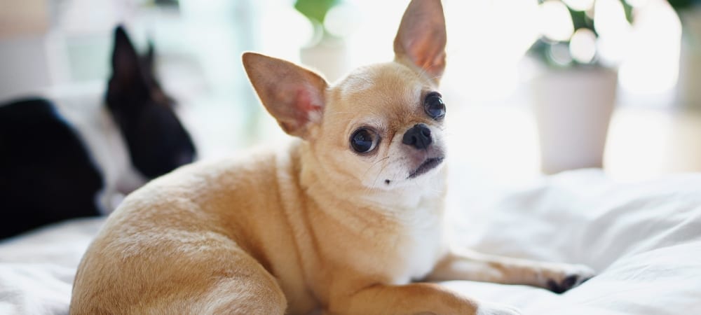 Why Do Dogs Drink Out of the Toilet