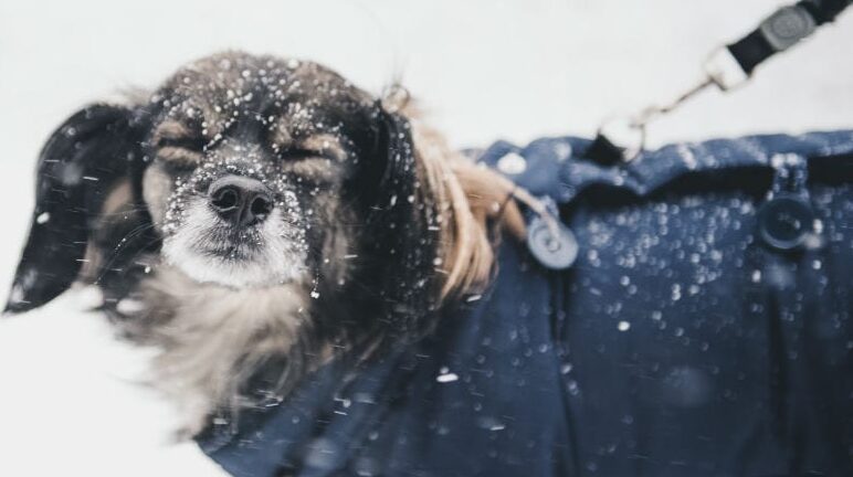 how to take care of dogs in winter
