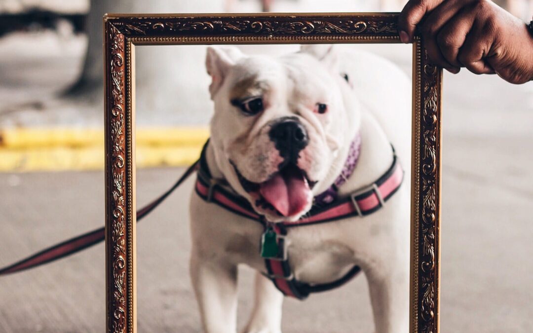 17 Dog and Cat Museums Around the World