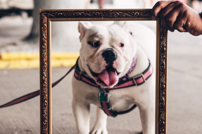 A hand holds a picture frame in front of a white dog on a leash