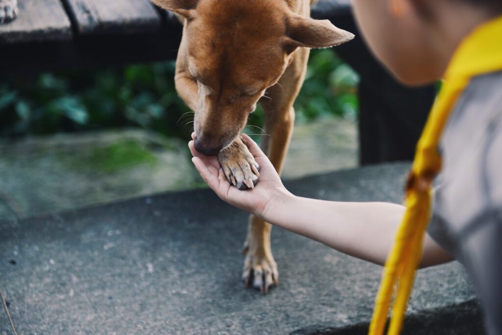 Brown dog with its paw in a person's hand (768x512)