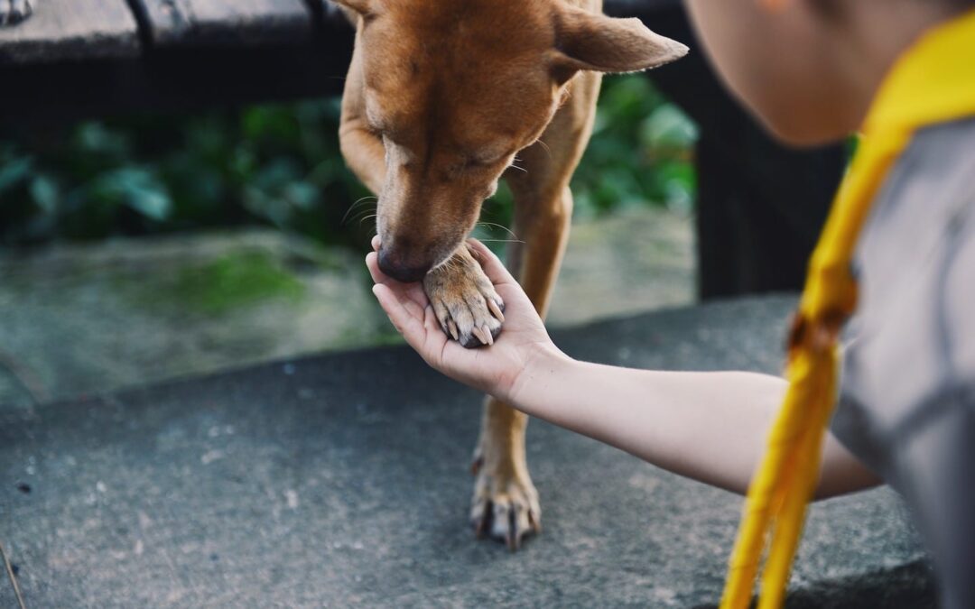 What to Do if You Find a Stray, Feral or Lost Animal
