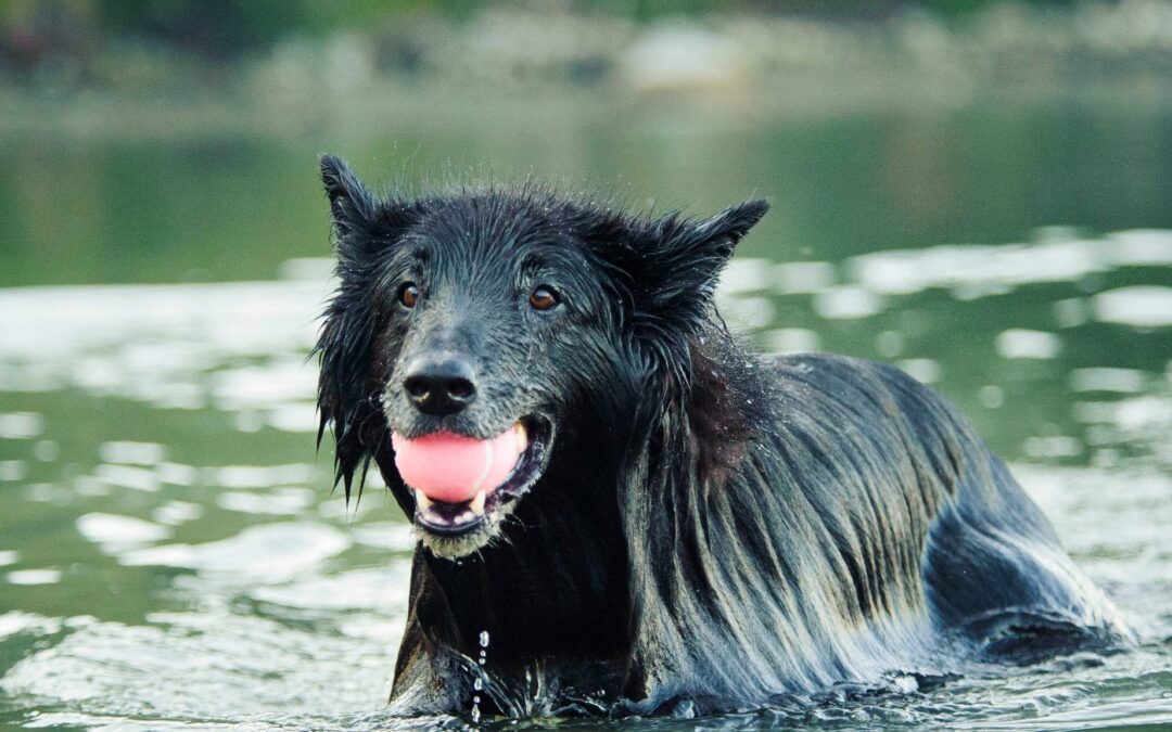 What You Need to Know About Toxic Blue-Green Algae and Pets