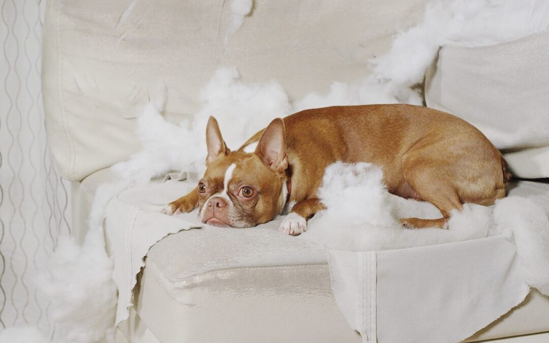 Breaking Bad Behavior in Dogs