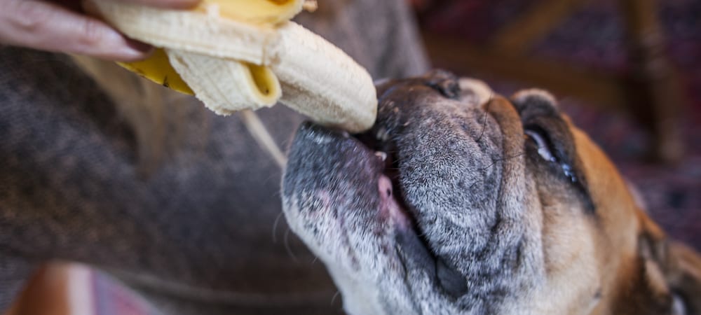 Can Dogs Eat Bananas?