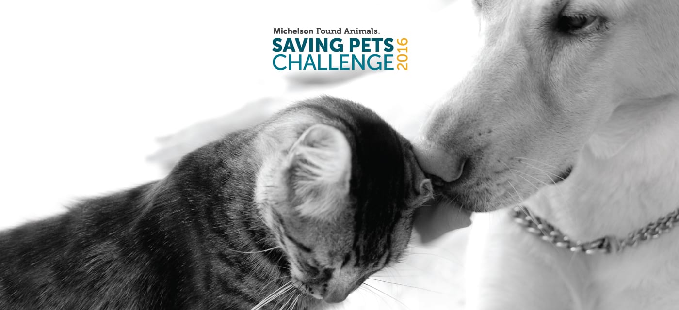 Michelson Found Animals Saving Pets Challenge Back to Raise Millions for At-Risk Pets