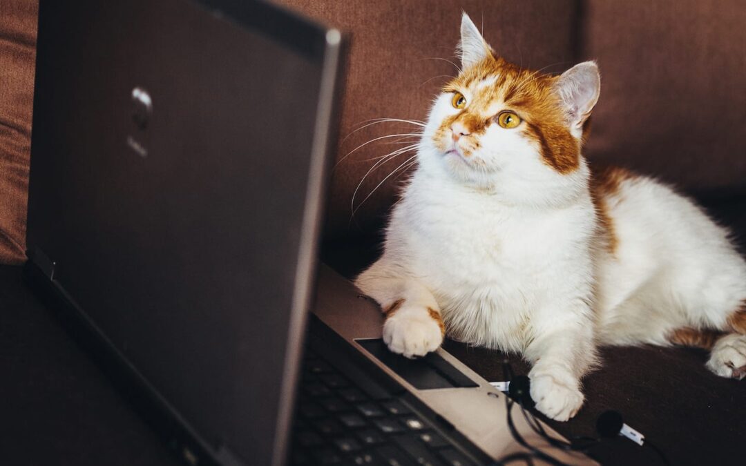The Best Dog and Cat Memes