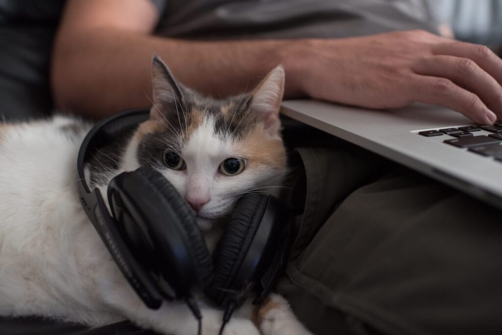 Pet Podcasts