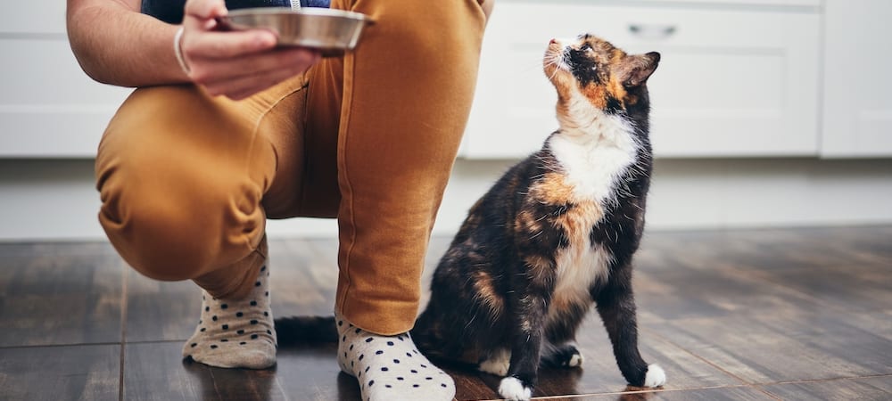 Cat Wine and Dog Beer