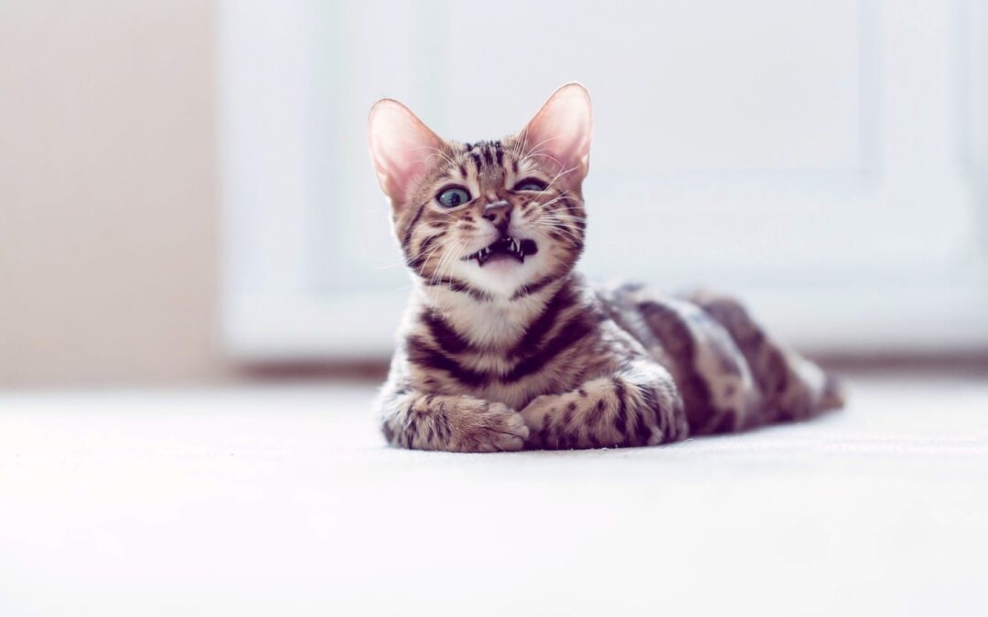 Why Your Cat Pees on Things and How to Deal With It