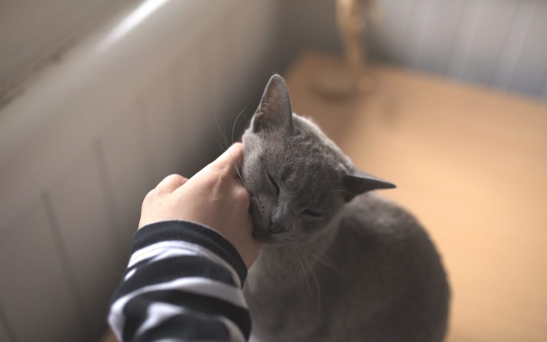 How to Prepare for Your New Cat’s First Few Days