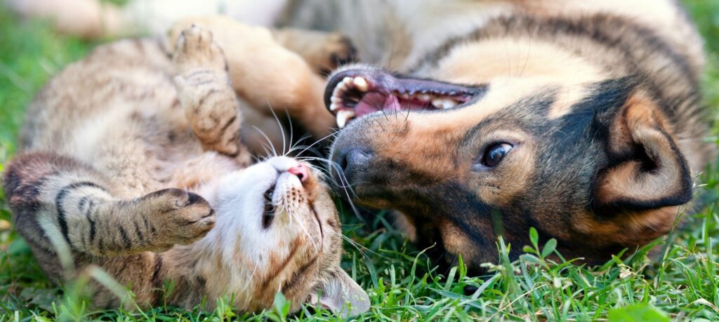 Cat & dog rolling around in the grass