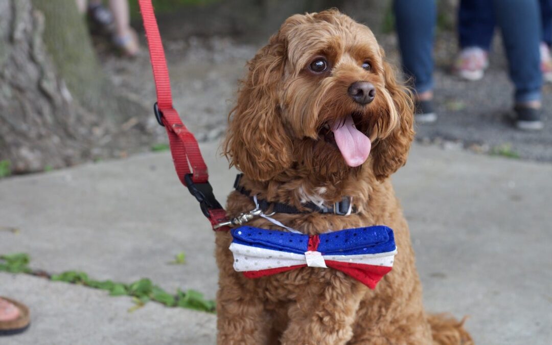 Infographic: 5 Quick 4th of July Safety Tips
